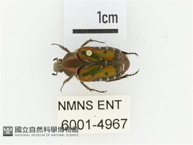 黑斑陷紋金龜藏品圖，第1張