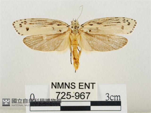 線紋篩蛾藏品圖，第1張