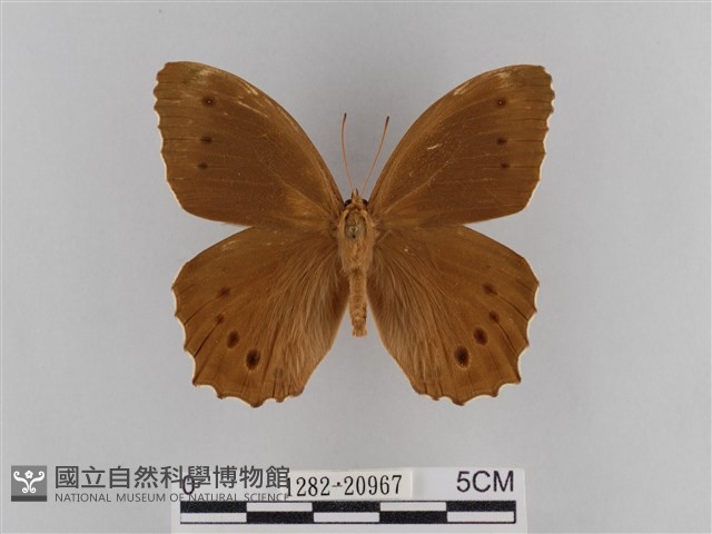 褐翅蔭眼蝶藏品圖，第1張