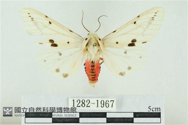 菊池污燈蛾藏品圖，第1張