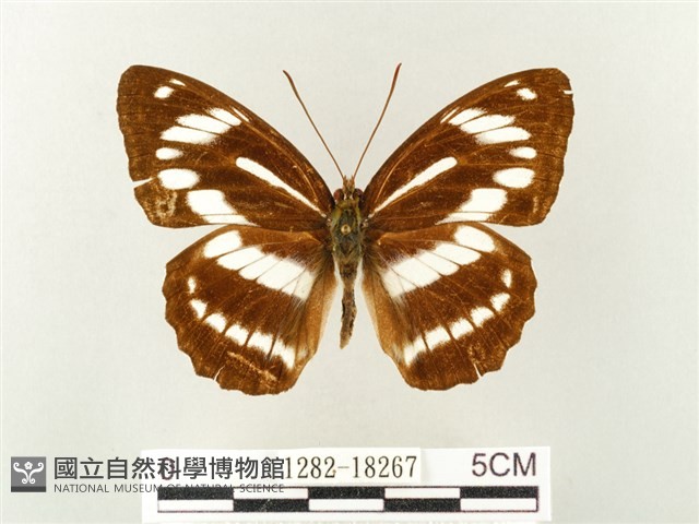 幻紫線蛺蝶藏品圖，第1張
