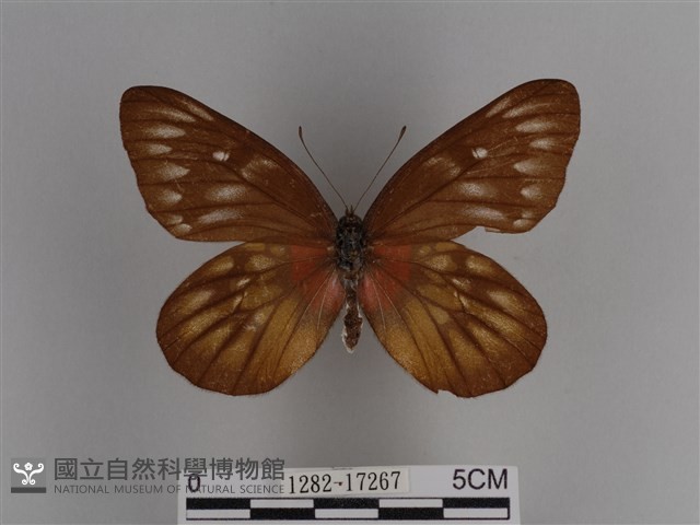 豔粉蝶藏品圖，第1張