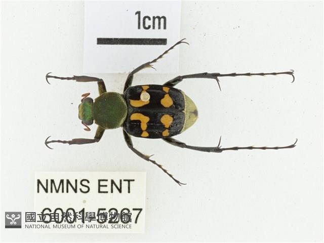 黃肩長腳花金龜藏品圖，第1張