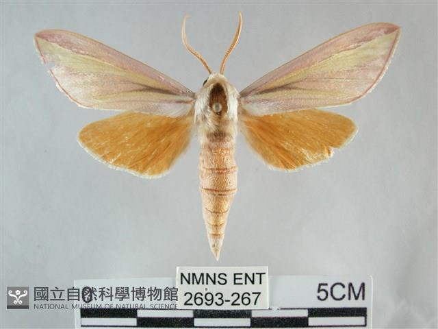 雙黃條天蛾藏品圖，第1張