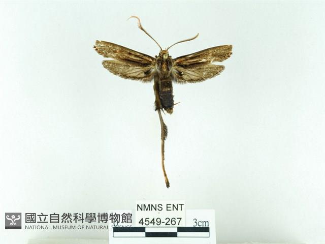 長腳大織蛾藏品圖，第1張