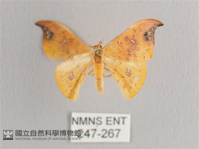 銀斑黃鉤蛾藏品圖，第1張