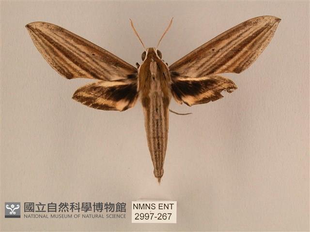 棕綠背線天蛾藏品圖，第1張