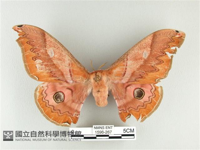 雙黑目天蠶蛾藏品圖，第1張