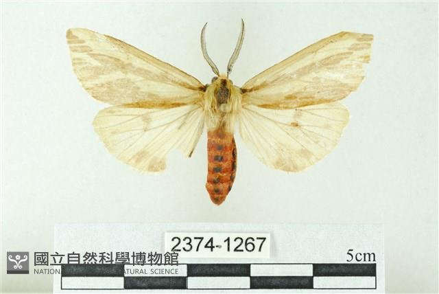 赭新污燈蛾藏品圖，第1張