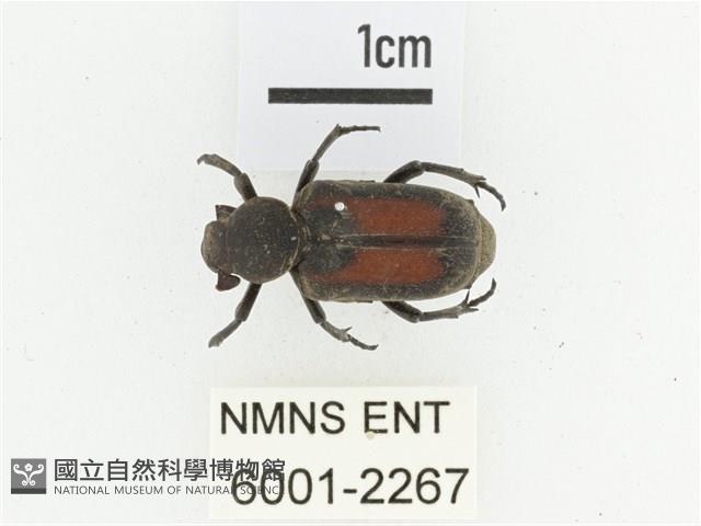 臺灣跗花金龜藏品圖，第1張