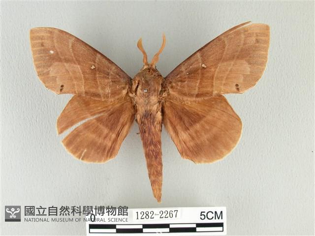 松大毛蟲藏品圖，第1張