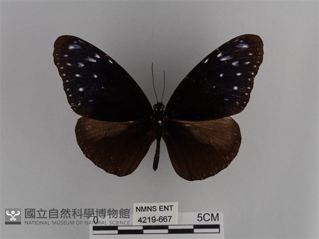 異紋紫斑蝶藏品圖，第1張
