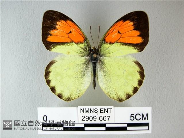 異粉蝶、雌白黃蝶藏品圖，第1張