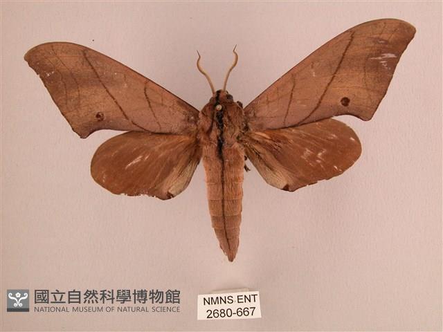 直翅六點天蛾藏品圖，第1張