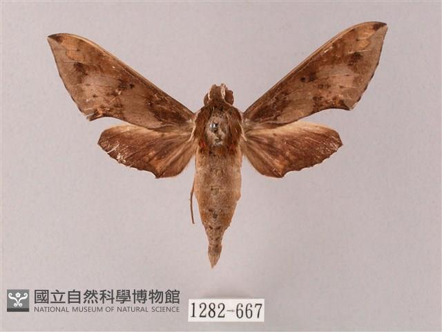 雙斑白肩天蛾藏品圖，第1張