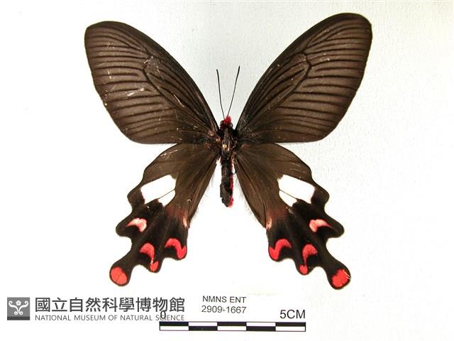 多姿麝鳳蝶藏品圖，第1張