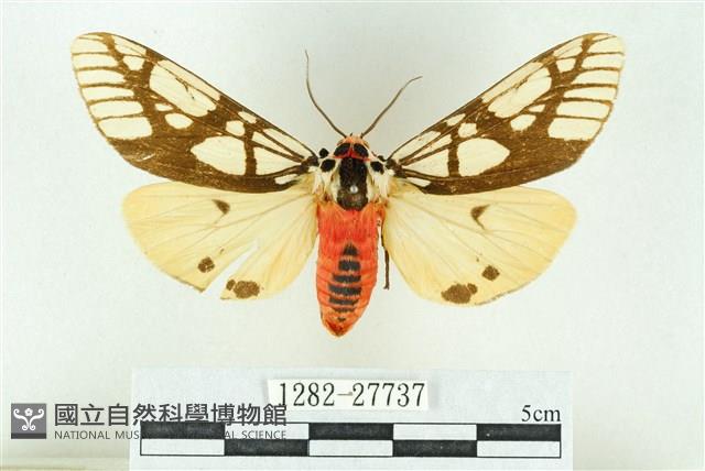 乳白斑燈蛾藏品圖，第1張