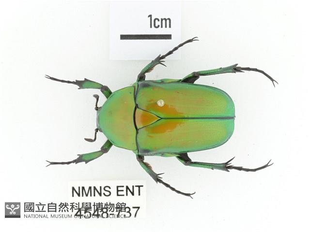金艷騷金龜藏品圖，第1張