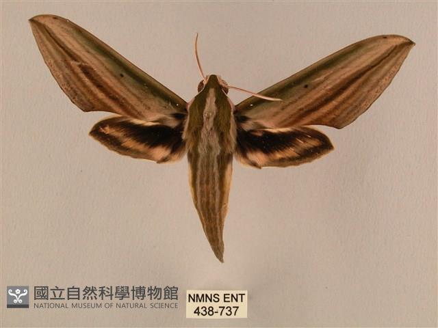 棕綠背線天蛾藏品圖，第1張