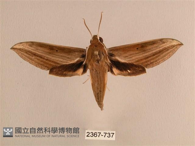 背線天蛾藏品圖，第1張