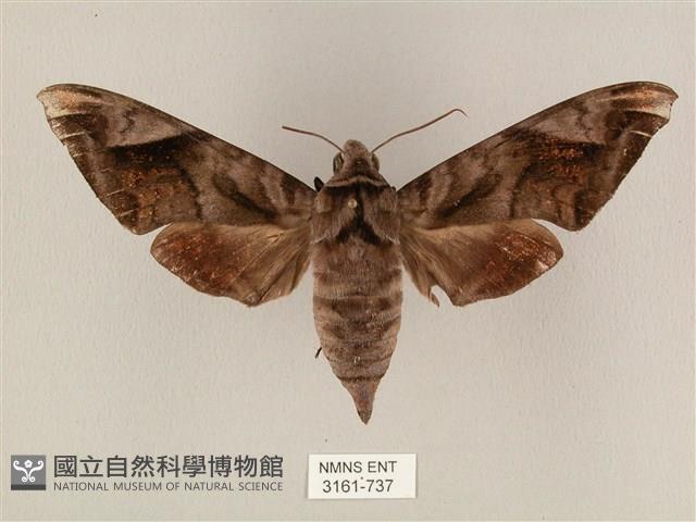 全緣缺角天蛾藏品圖，第1張