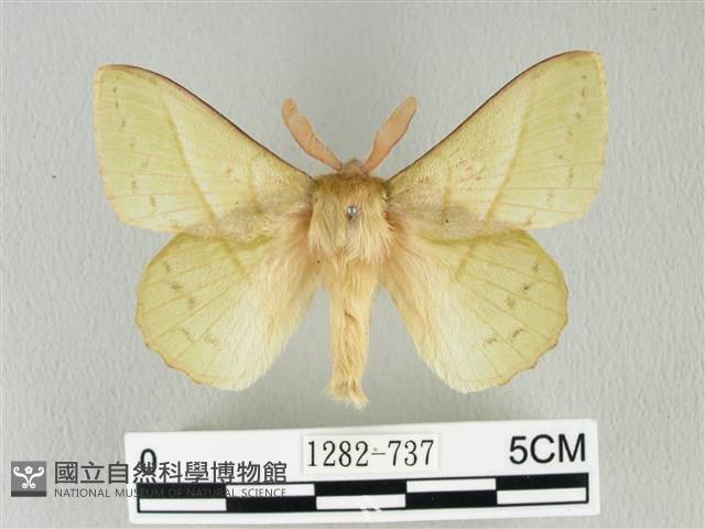 青枯葉蛾藏品圖，第1張