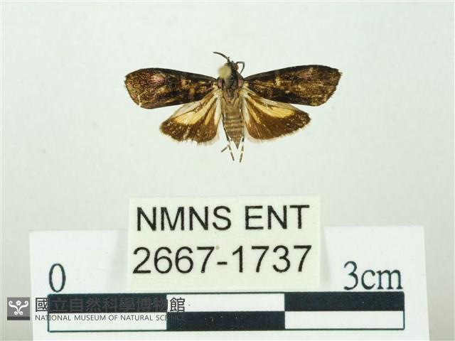 叉紋閃舞蛾藏品圖，第1張