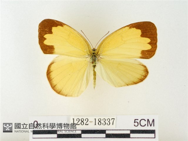 島嶼黃蝶、江崎黃蝶藏品圖，第1張