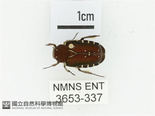 黑斑陷紋金龜藏品圖，第1張