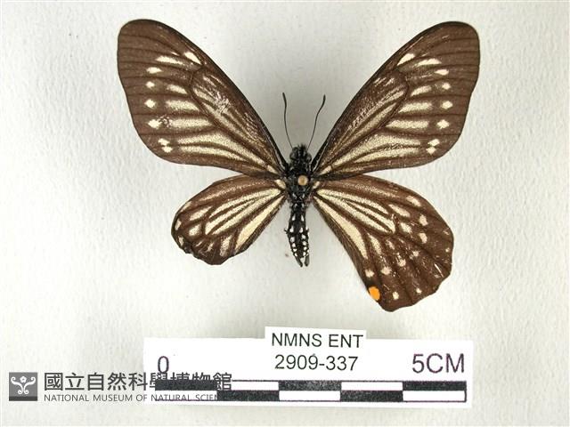 黃星斑鳳蝶藏品圖，第1張