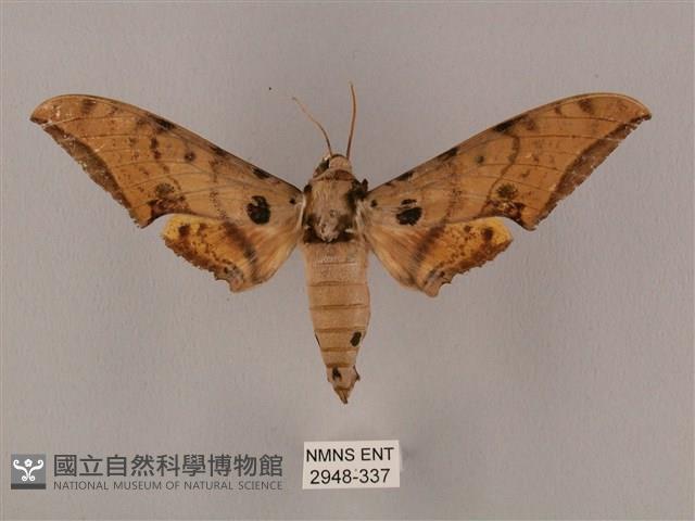 裂斑鷹翅天蛾藏品圖，第1張