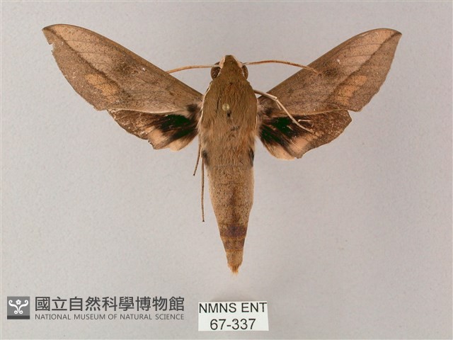 藏斜紋天蛾藏品圖，第1張