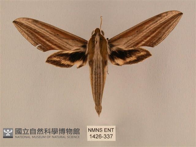 棕綠背線天蛾藏品圖，第1張