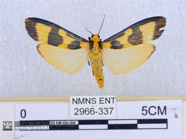 閃光苔蛾藏品圖，第1張