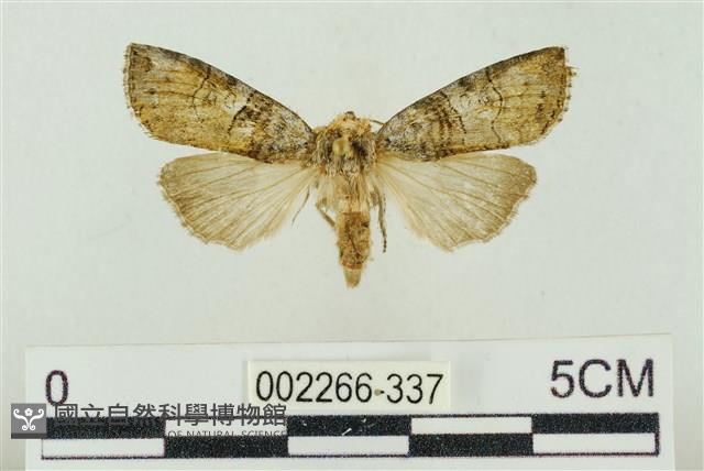 帶波紋蛾藏品圖，第1張