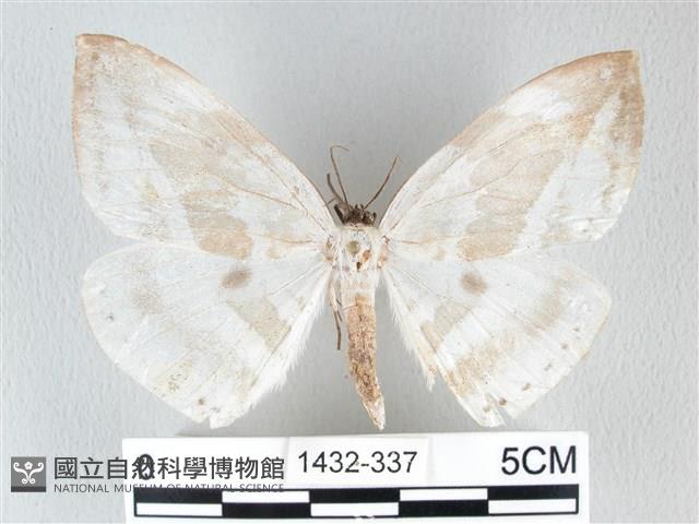 圓翅大鉤蛾藏品圖，第1張