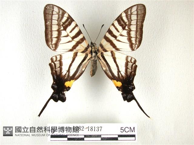 黑尾劍鳳蝶藏品圖，第1張