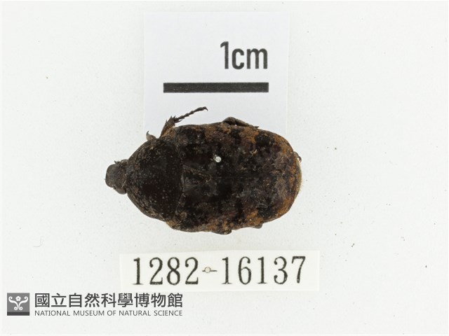 橙斑花金龜藏品圖，第1張