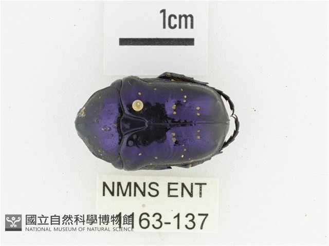 藍艷白點花金龜藏品圖，第1張