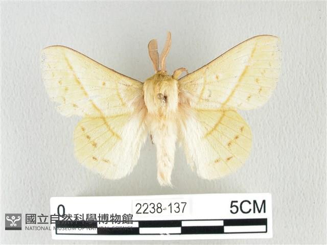 青枯葉蛾藏品圖，第1張