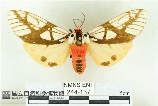 乳白斑燈蛾藏品圖，第1張