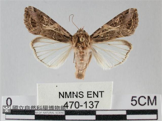 斜紋夜盜蛾藏品圖，第1張