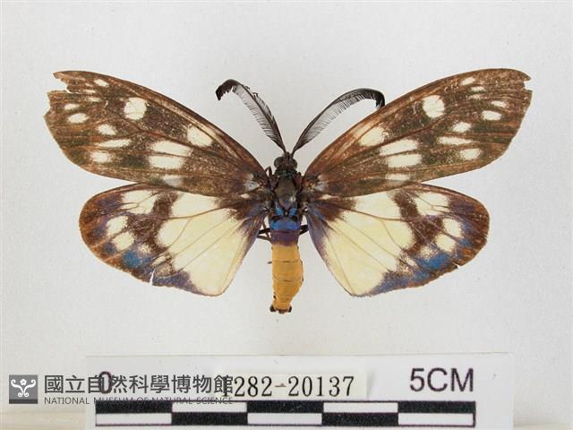 蓬萊茶斑蛾藏品圖，第1張