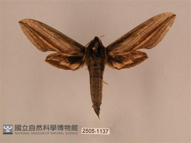 棕綠背線天蛾藏品圖，第1張