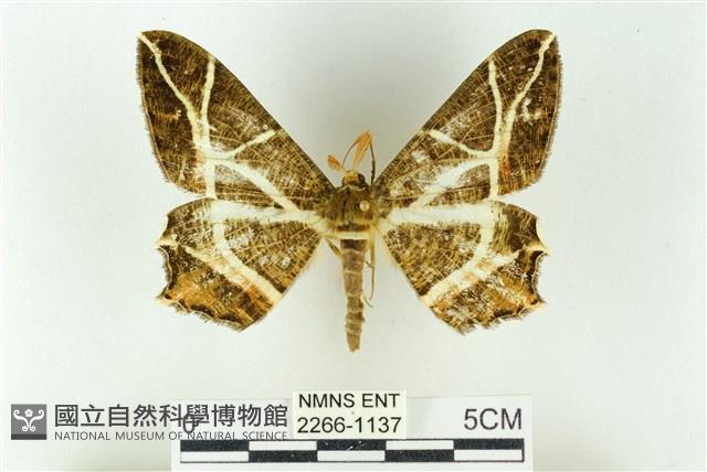 樹形尺蛾藏品圖，第1張