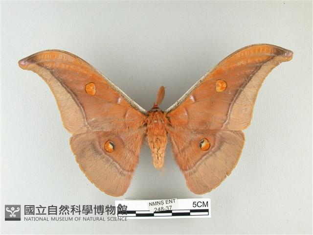 紅目天蠶蛾藏品圖，第1張