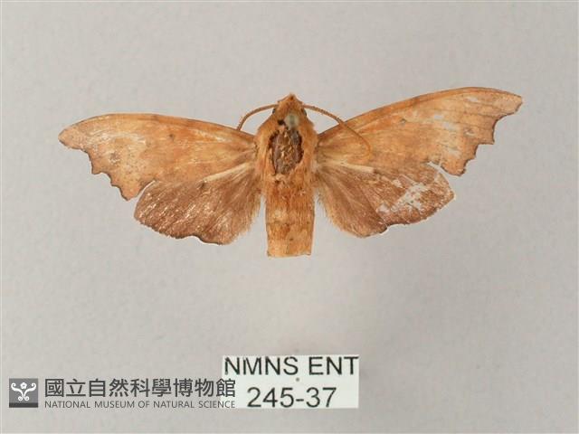 黃斑索天蛾藏品圖，第1張