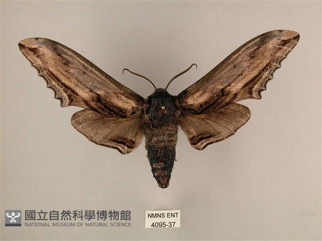 臺灣鋸翅天蛾藏品圖，第1張