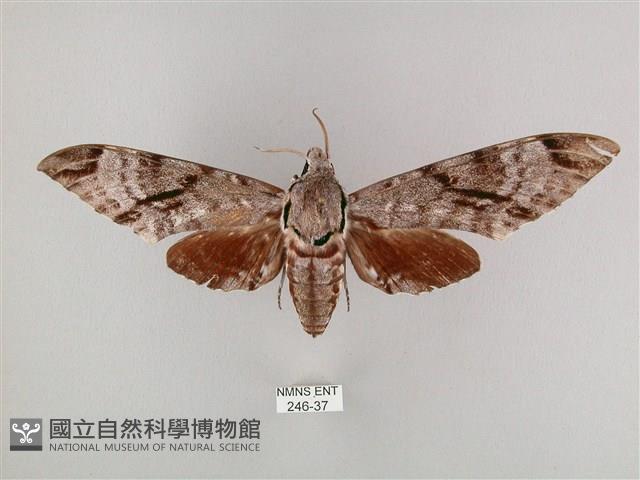 粗斜紋天蛾藏品圖，第1張