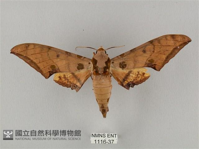 裂斑鷹翅天蛾藏品圖，第1張